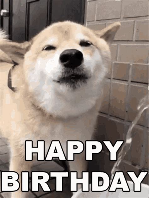 dog happy birthday gif